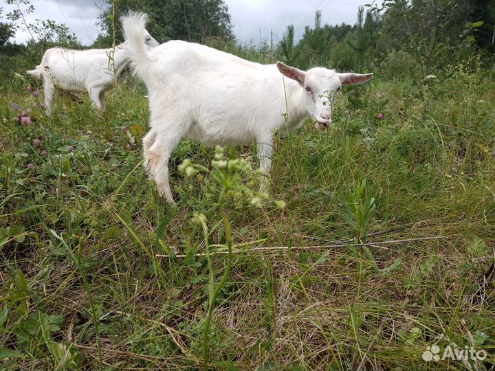 Продам коз