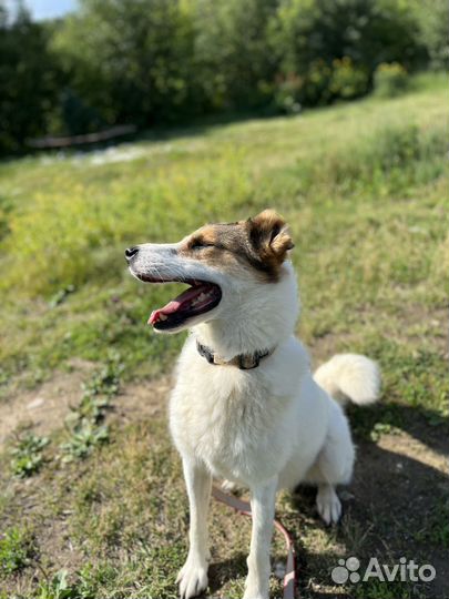 Собака в добрые руки