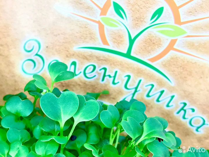 Микрозелень растущая