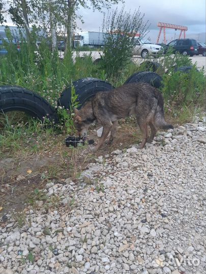 Собака в добрые руки