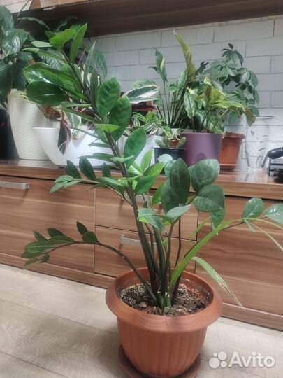 Замиокулькас