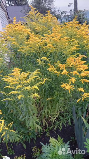 Цветы многолетники