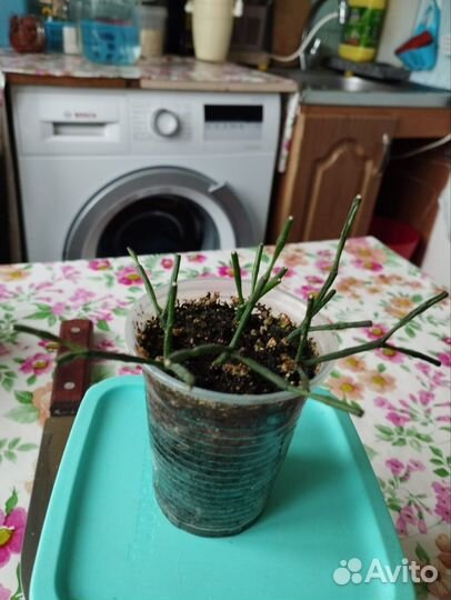 Хатиора - суккулент