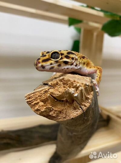 Эублефар с комплектом