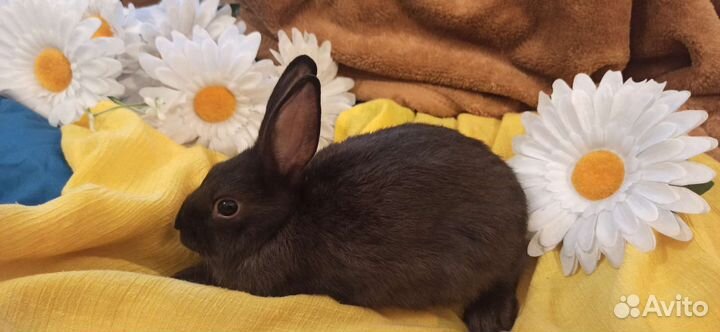 Декоративные кролики