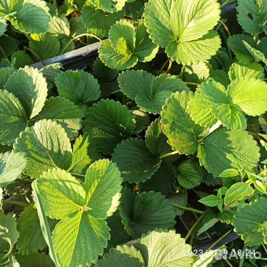 Клубника ранняя, среднего срока созревания