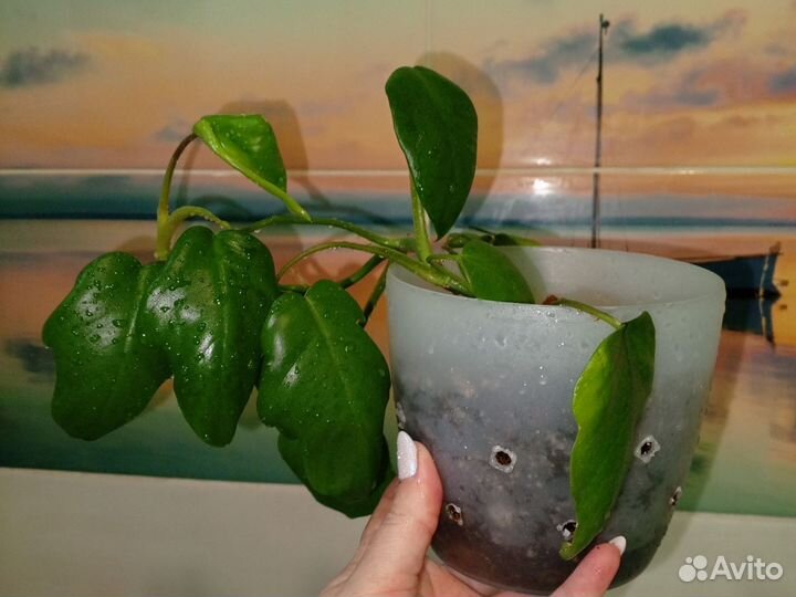 Сингонтум Австралия, строманта триколор