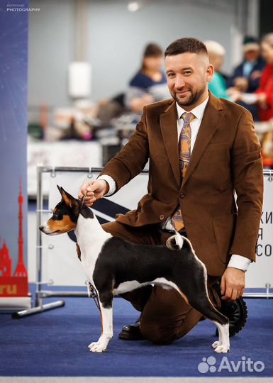 Профессиональный хендлер