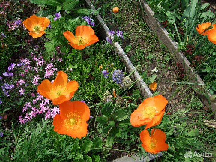 Растения для альпинария