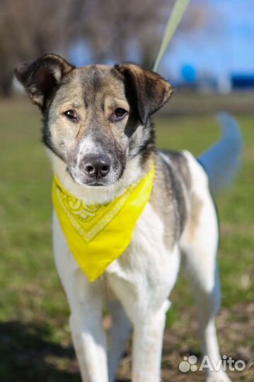 Молодой послушный пес в добрые руки