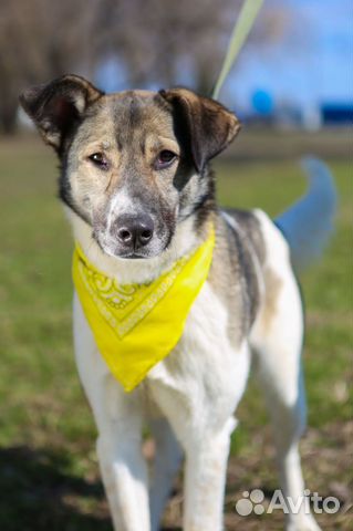 Молодой послушный пес в добрые руки