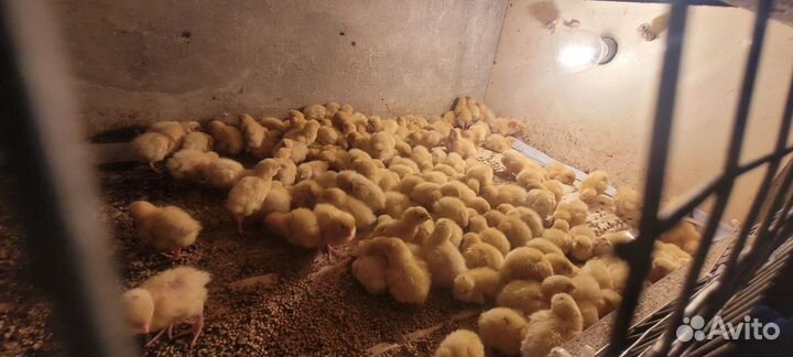 Перепела продажа