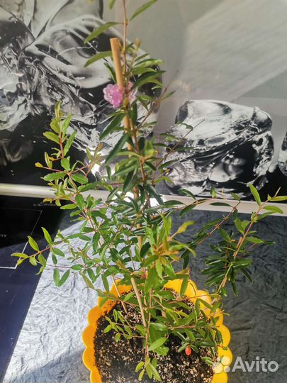 Гранат Нана и другие растения