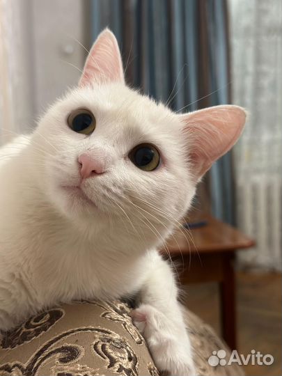 Кошечка