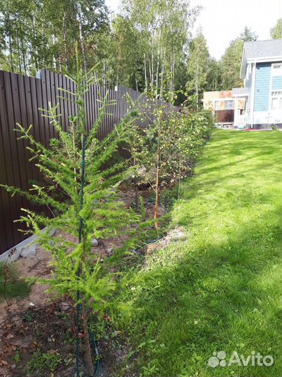 Лиственница сибирская саженцы