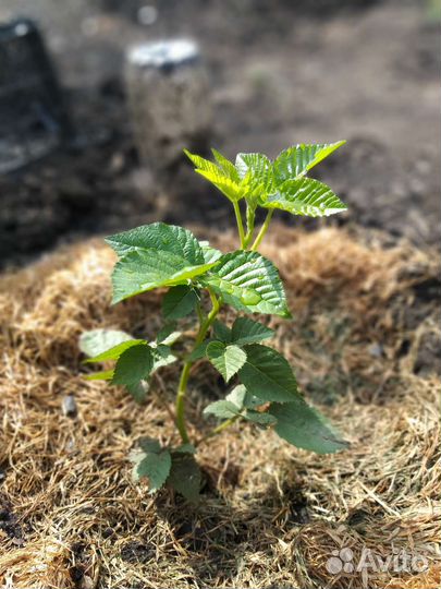 Саженцы ежевики