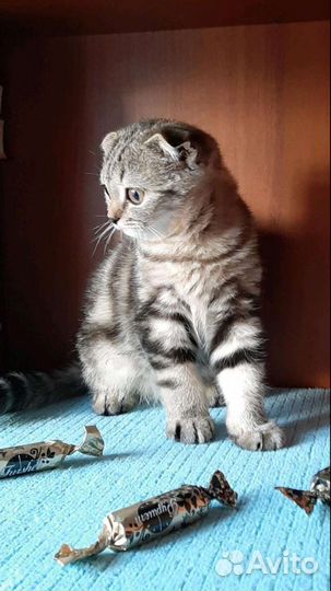 Шотландское чудо