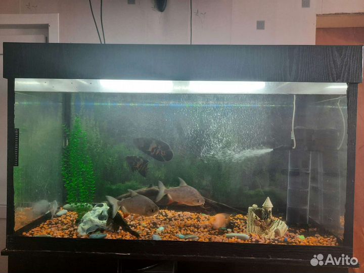 Аквариум с тумбой 500 литров