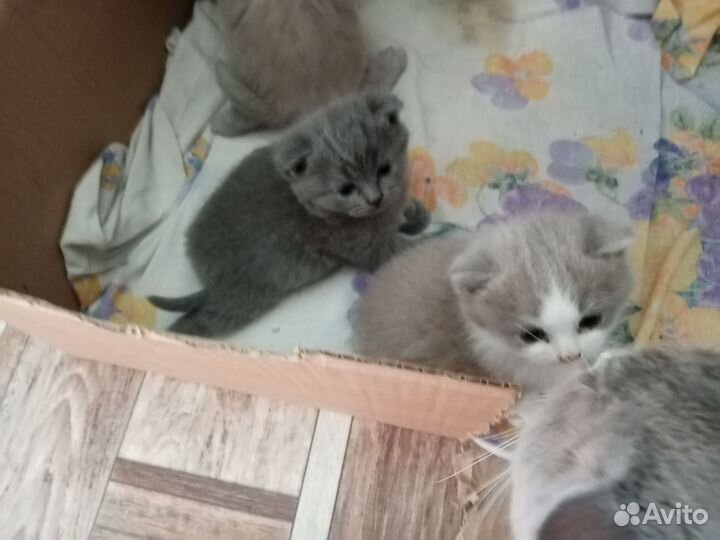 Британские котята