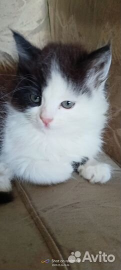Котята в добрые руки даром