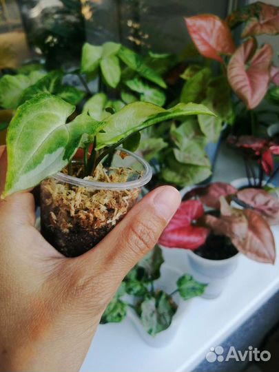 Сингониум три короля