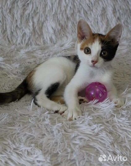 Кошка в дар