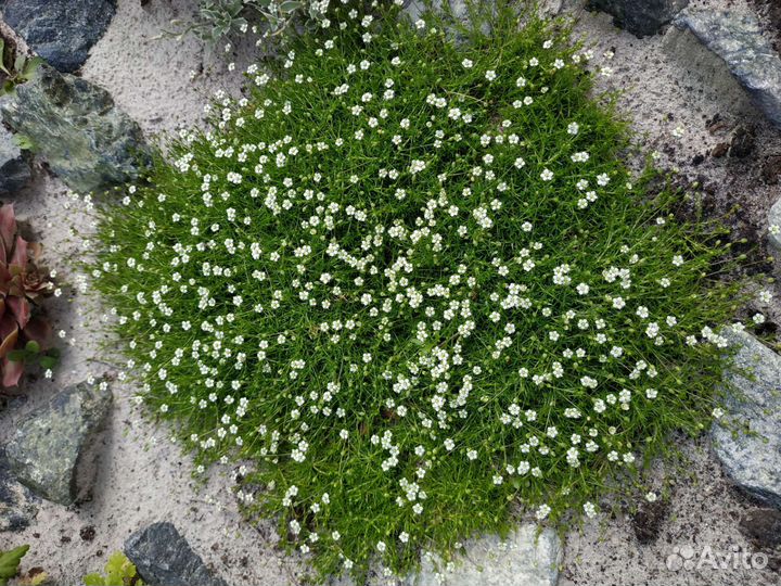 Мшанка шиловидная Supreme