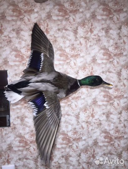 Селезень чучело