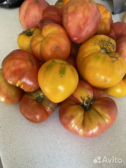 Помидоры домашние