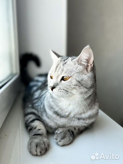Шотландский кот вязка
