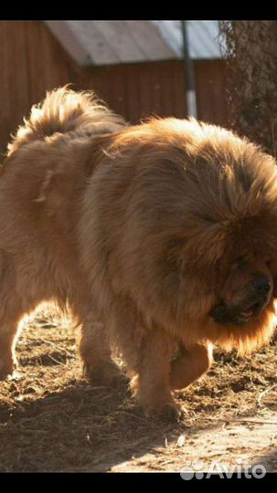 Тибетский мастиф молодая сука