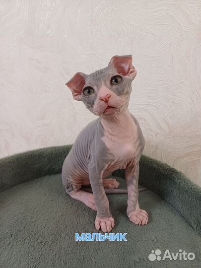 Кошки сфинкс