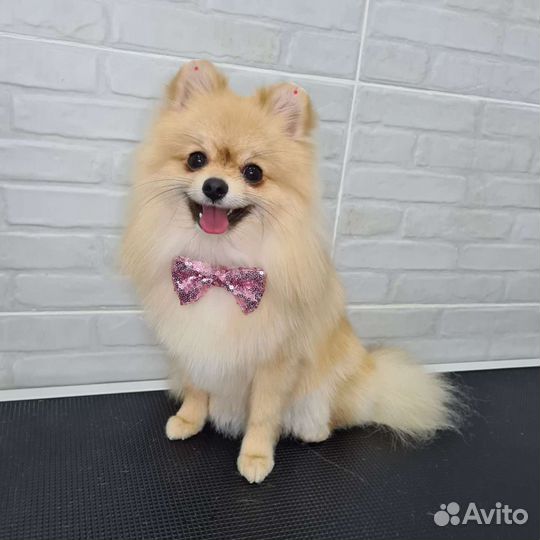 Стрижка собак и кошек