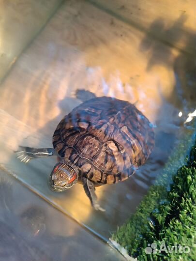 Черепаха