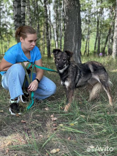 Щенок Гренка из приюта в поиске дома