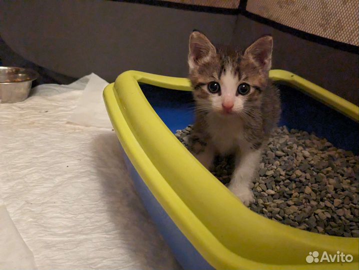 Котята 1 месяц очень нужен дом