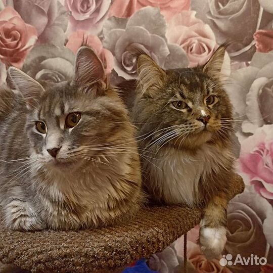 Котята мейн-кун