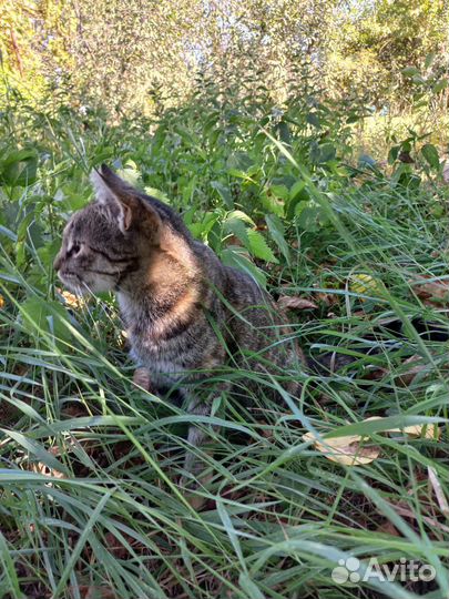 Отдам кошечку в добрые руки