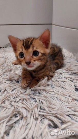 Бенгальские котята