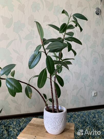 Фикус