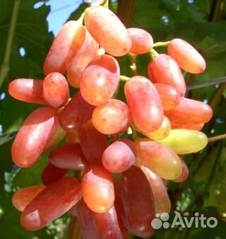 Виноград, саженцы, все своё