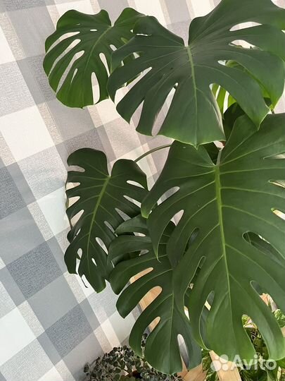 Бронь Монстера деликатесная