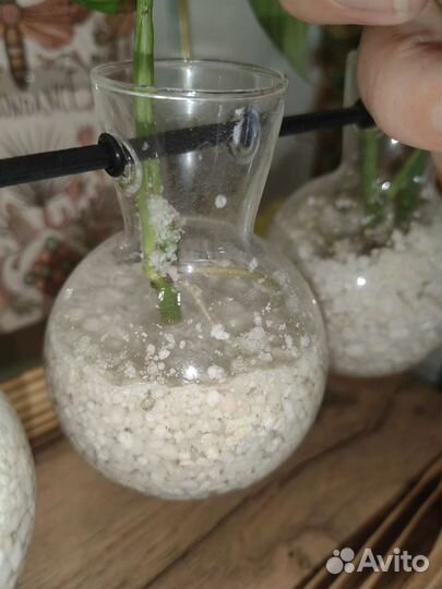 Монстера Манки Маск