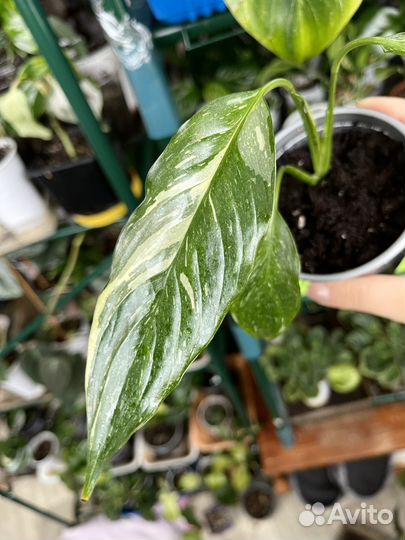 Спатифиллум