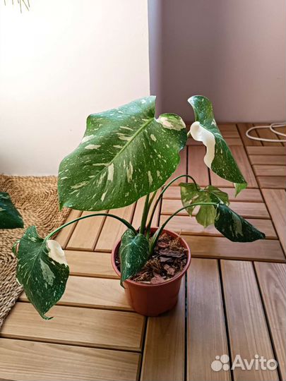 Монстера тайское созвездие