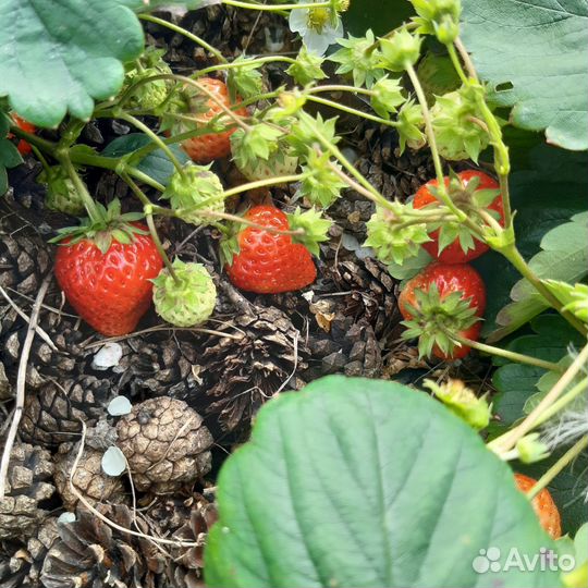 Земляника садовая, малина саженцы