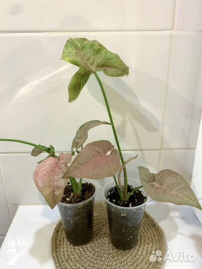 Ароидные комнатные растения