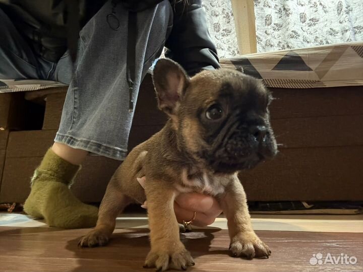 Французский бульдог щенки