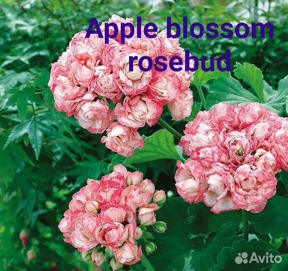 Пеларгонии сортовые