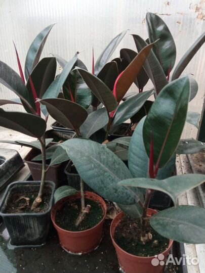 Комнатные растения